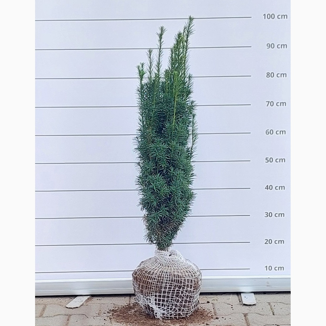 Idegran – Taxus baccata 'Fastigiata' - 70-80 CM RB