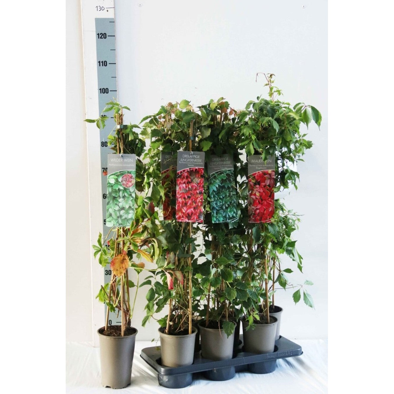 Klättervildvin – Parthenocissus inserta - C2 60-80 CM Stick