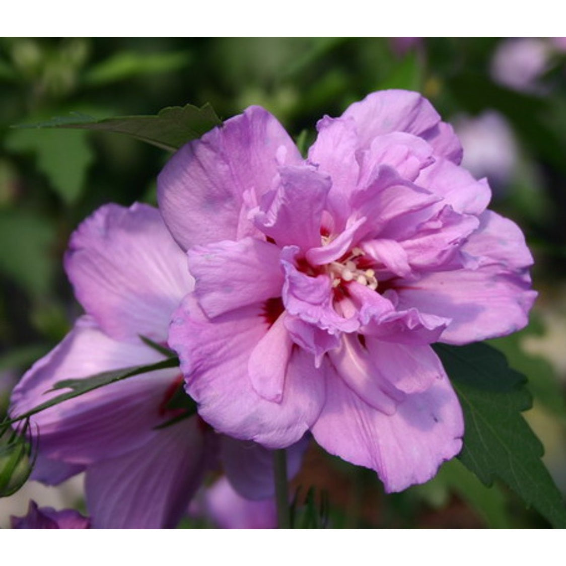 Hibiskus – Hibiscus syriacus 'Ardens' - 90 CM Stem C10