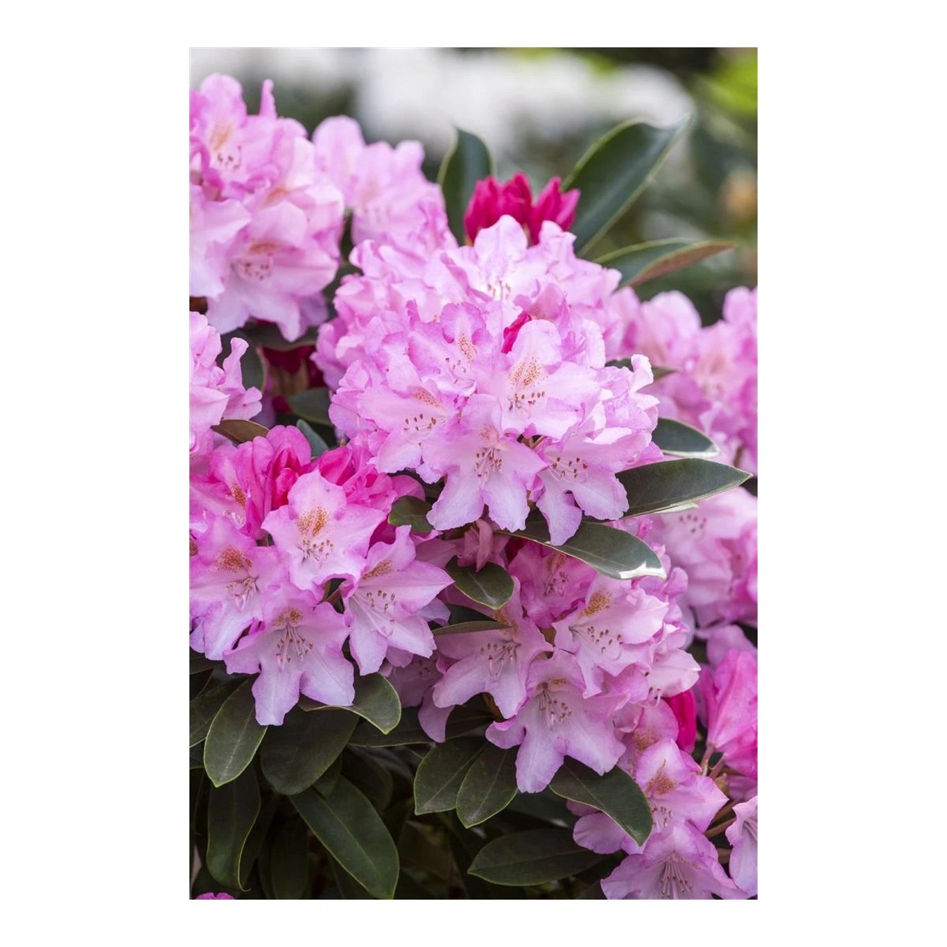 Rhododendron – Rhododendron (Y); 'Pink Cherub' - C12 50-60 CM