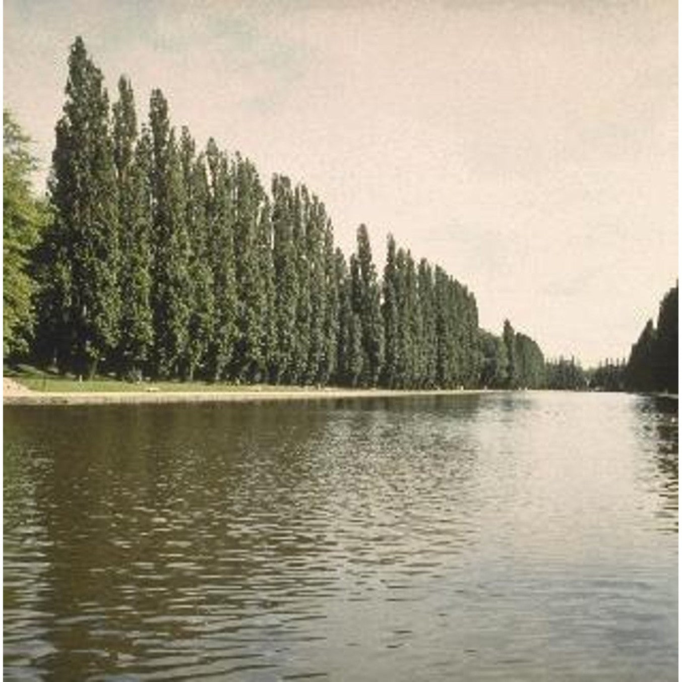 Pelarpoppel – Populus nigra 'Italica' - 10/12 Feathered Cont.