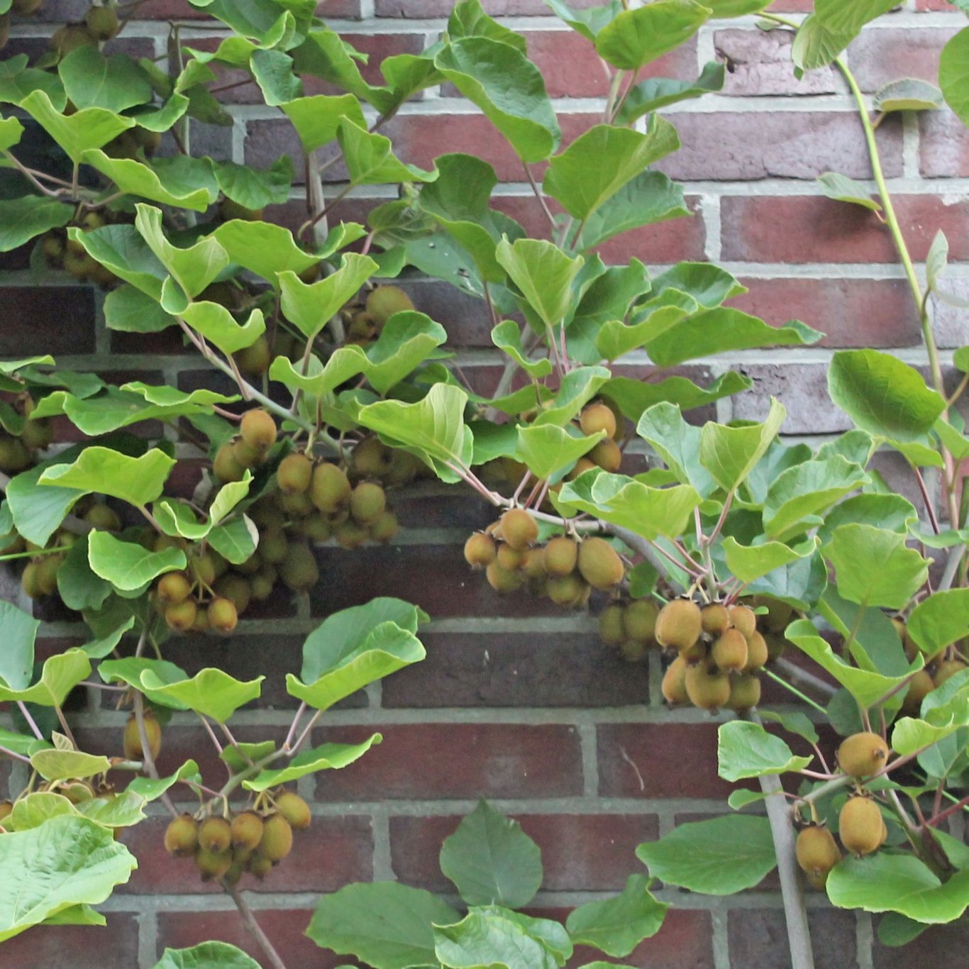 Minikiwi – Actinidia d. 'Hayward' - C2 50-60 CM 3 Stick