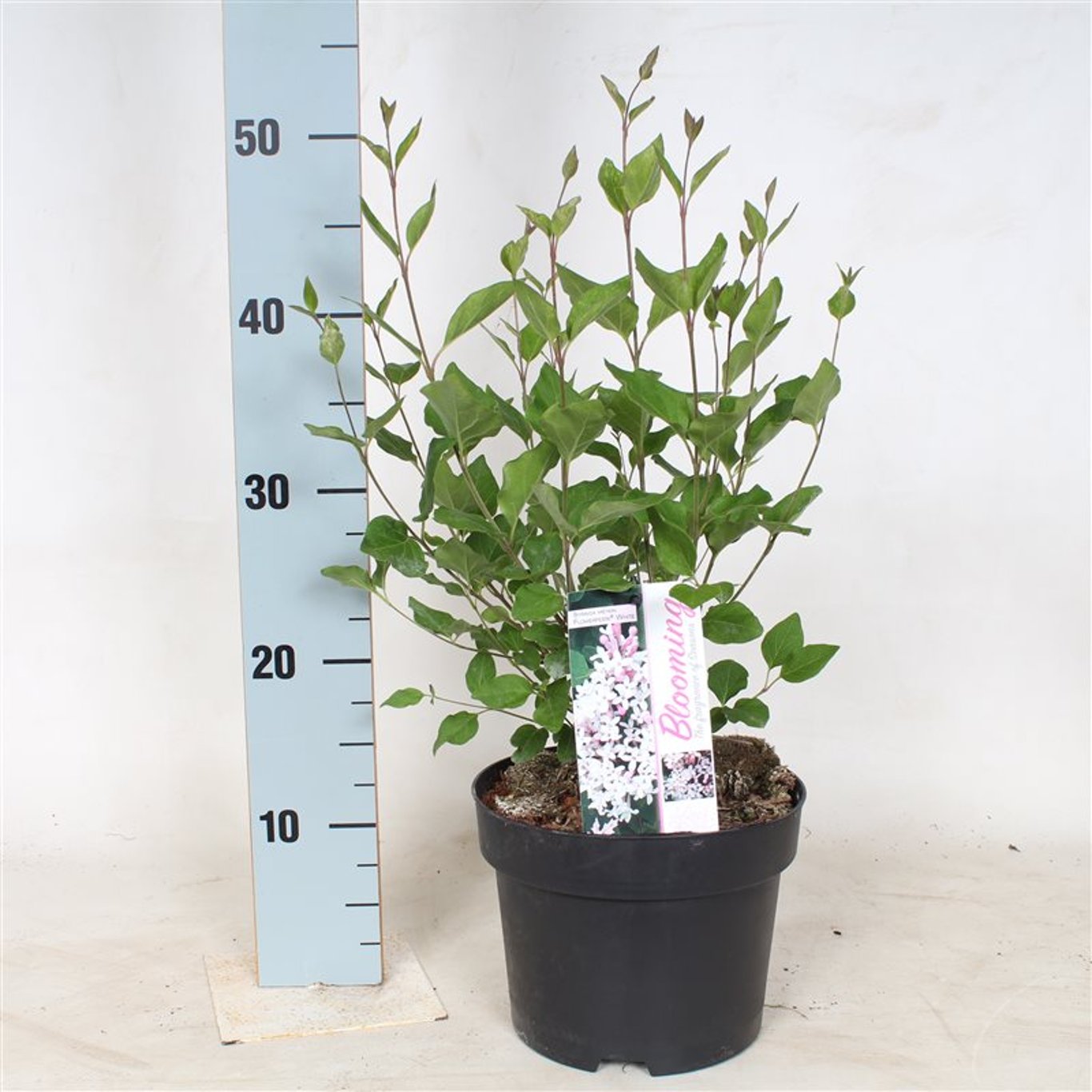 Syren – Syringa 'Flowerfest White'® - C3 40-50 CM