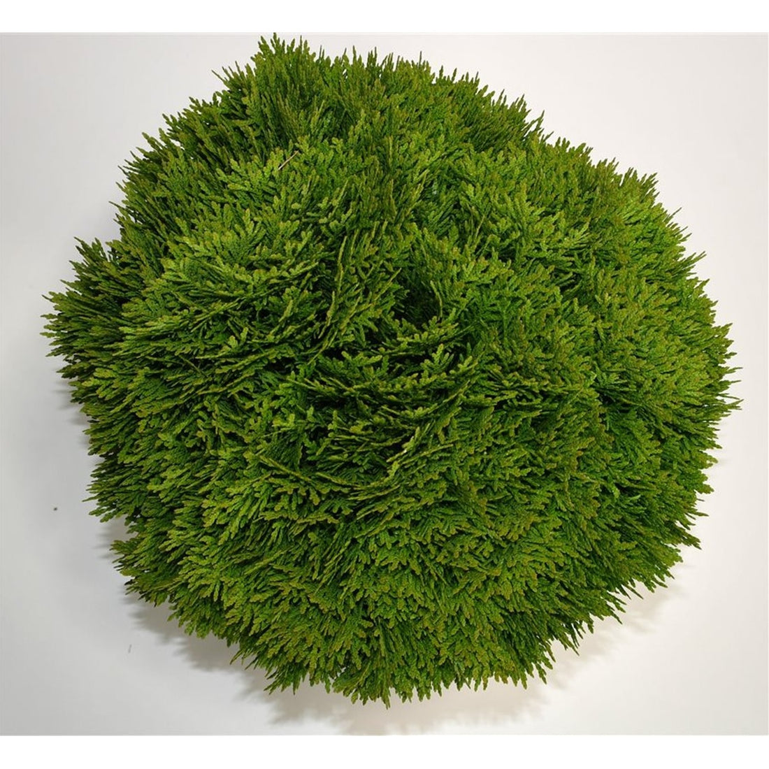 Thuja – Thuja occidentalis &