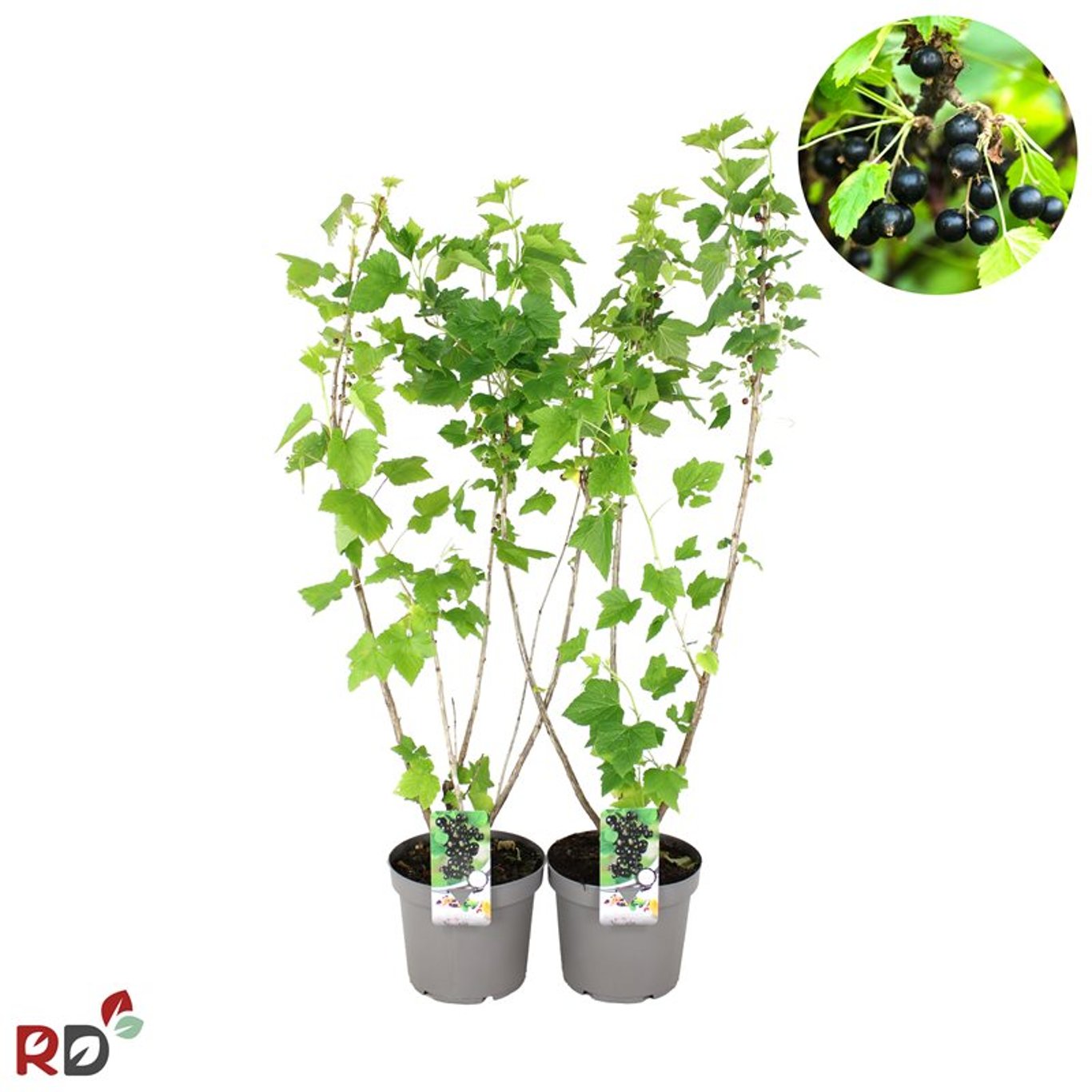 Svartvinbär – Ribes nigrum 'Titania' - C7.5 80-100 CM