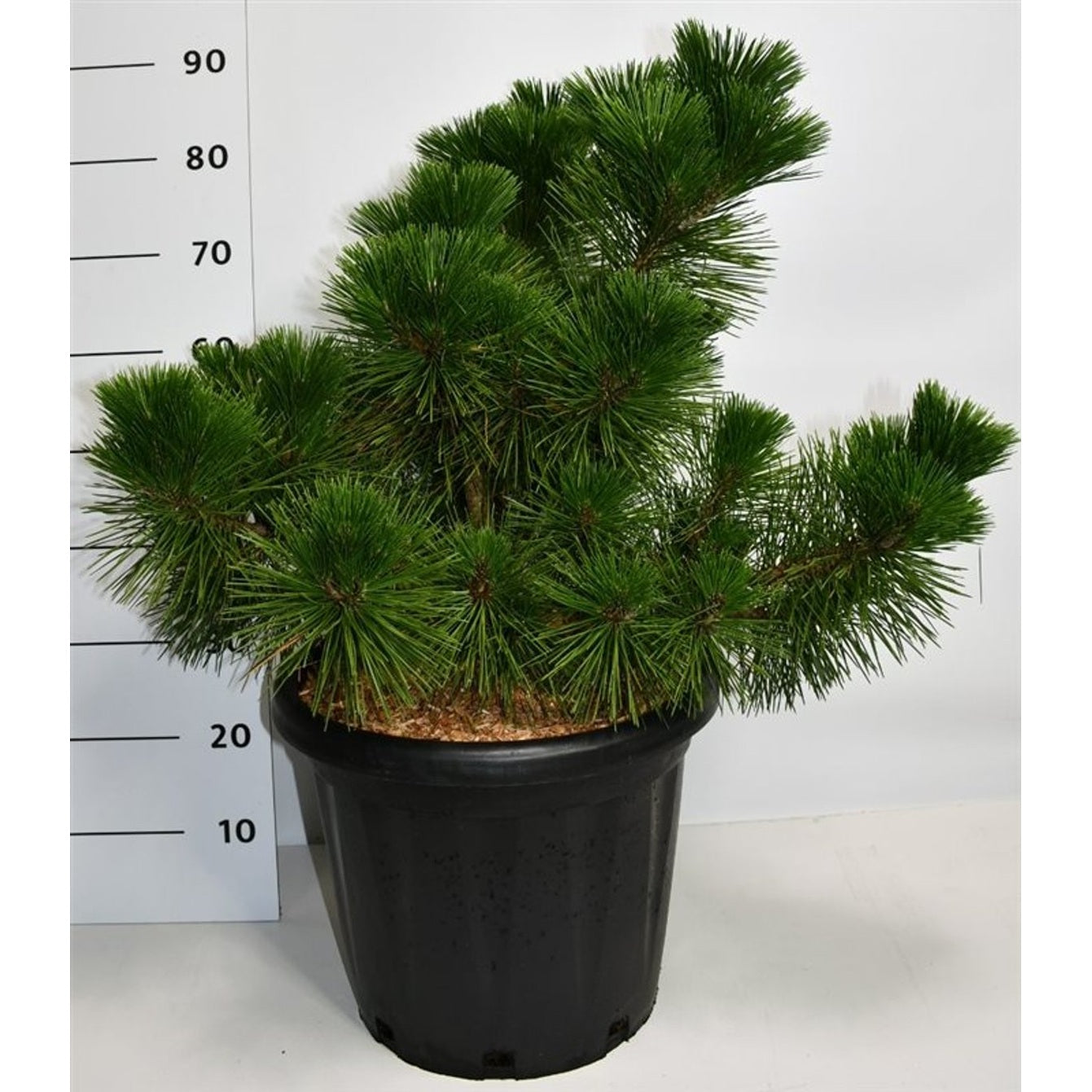 Japansk svarttall – Pinus thunbergii 'Thunderhead' - C25 50-60 CM