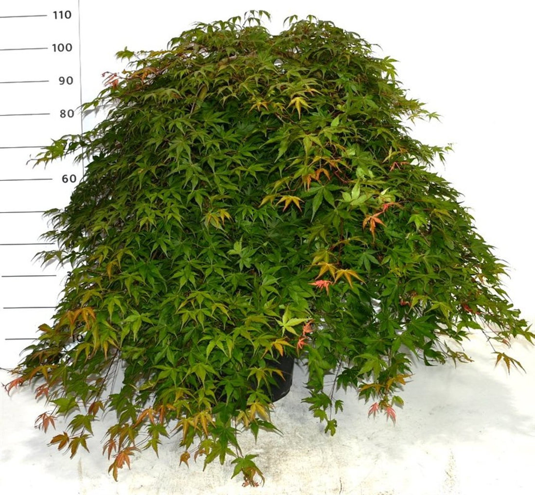Japansk lönn – Acer palmatum &