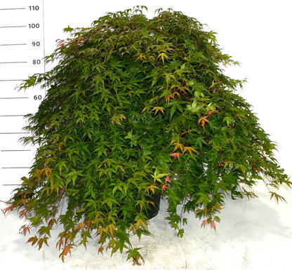 Japansk lönn – Acer palmatum &
