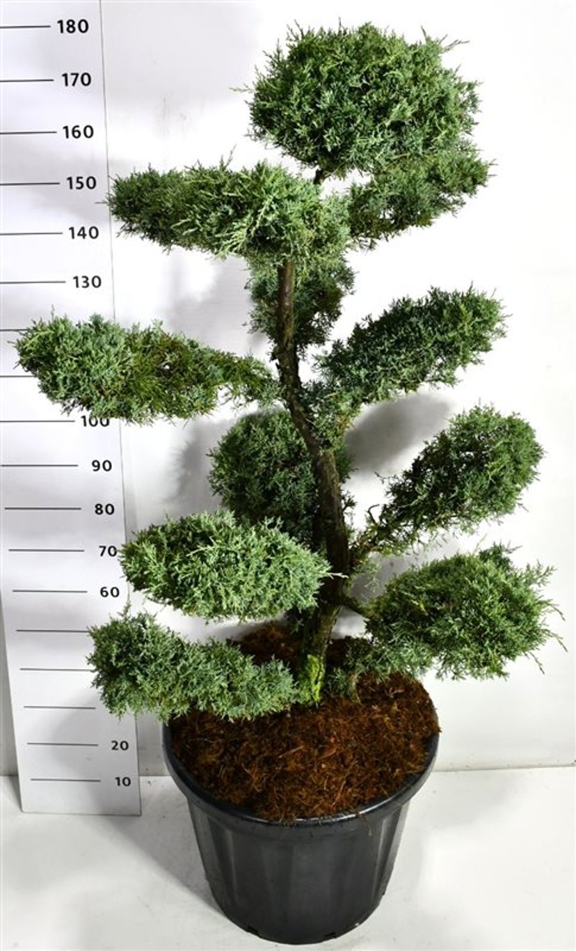 Virginsk en – Juniperus virginiana &