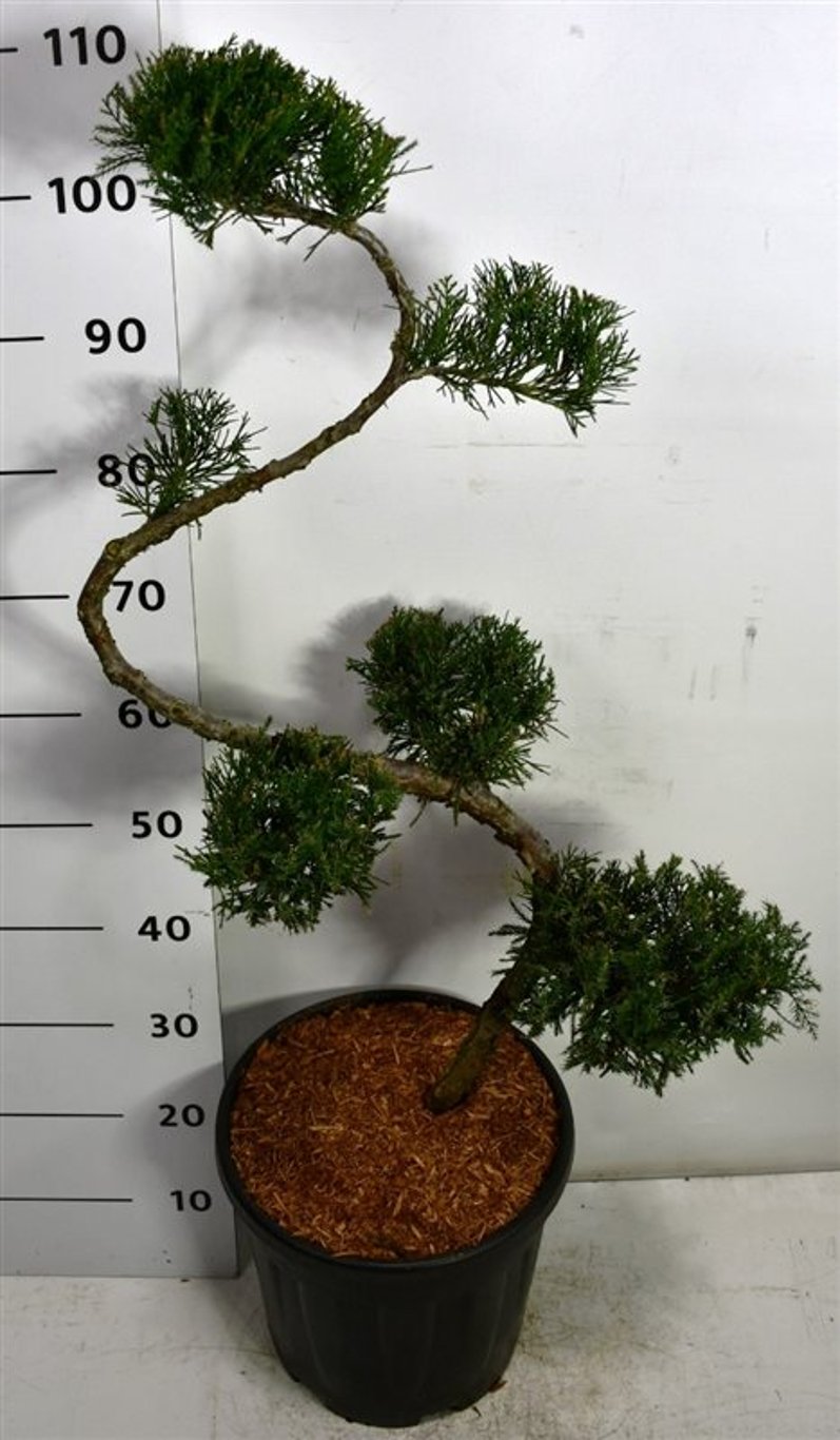Pfitzer-en – Juniperus pfitzeriana &