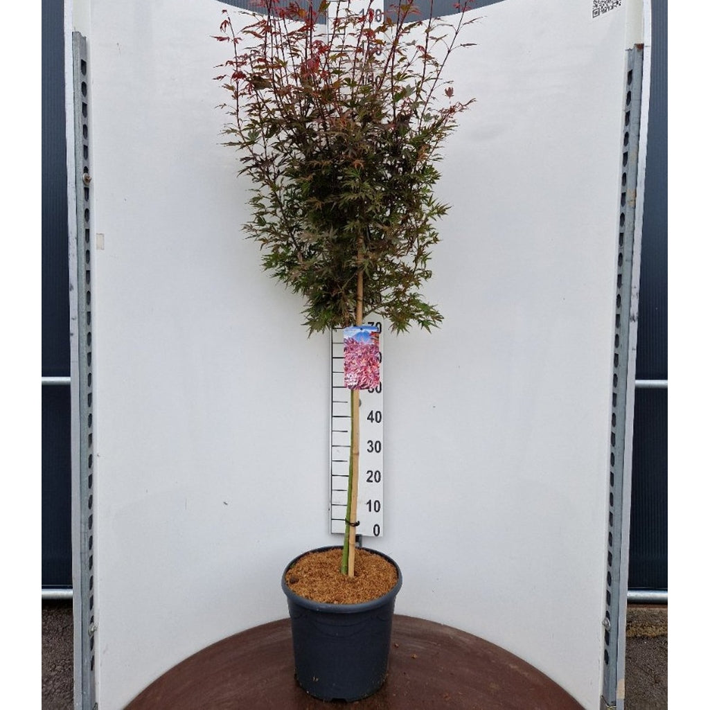 Japansk lönn – Acer pal. 'Shaina' - 90 CM Stem C20