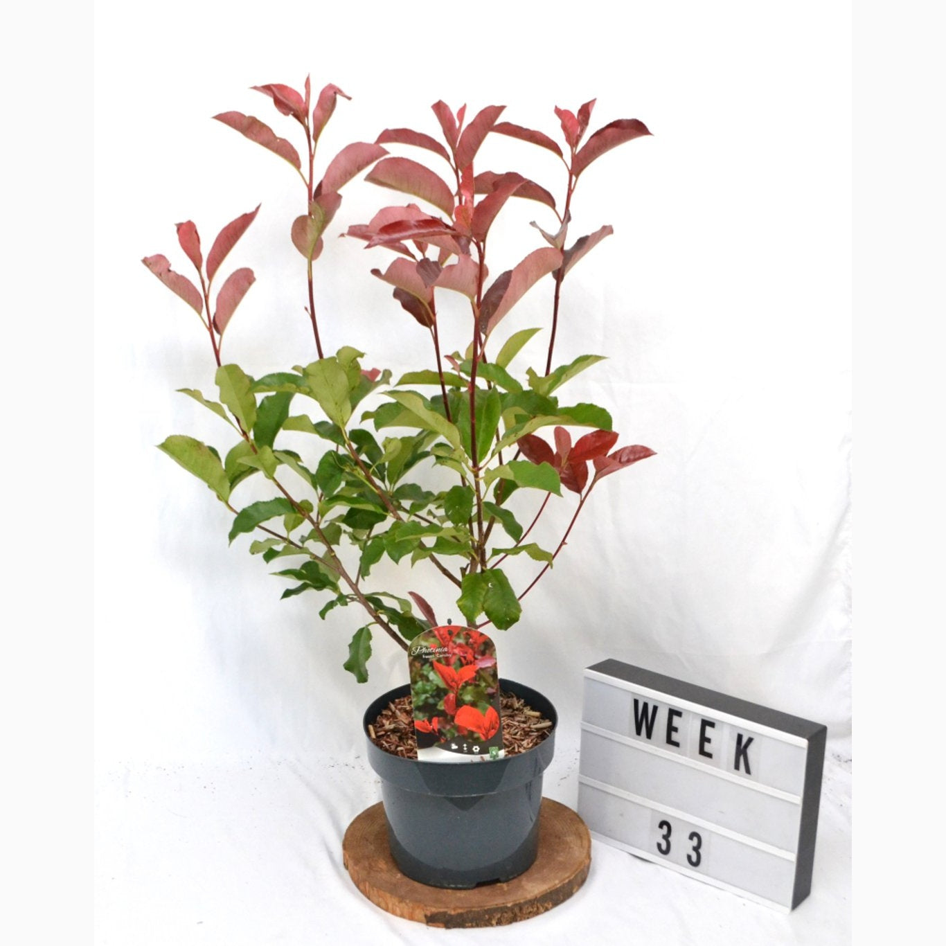 Fotinia – Photinia fraseri 'Camilvy' - C5 40-50 CM