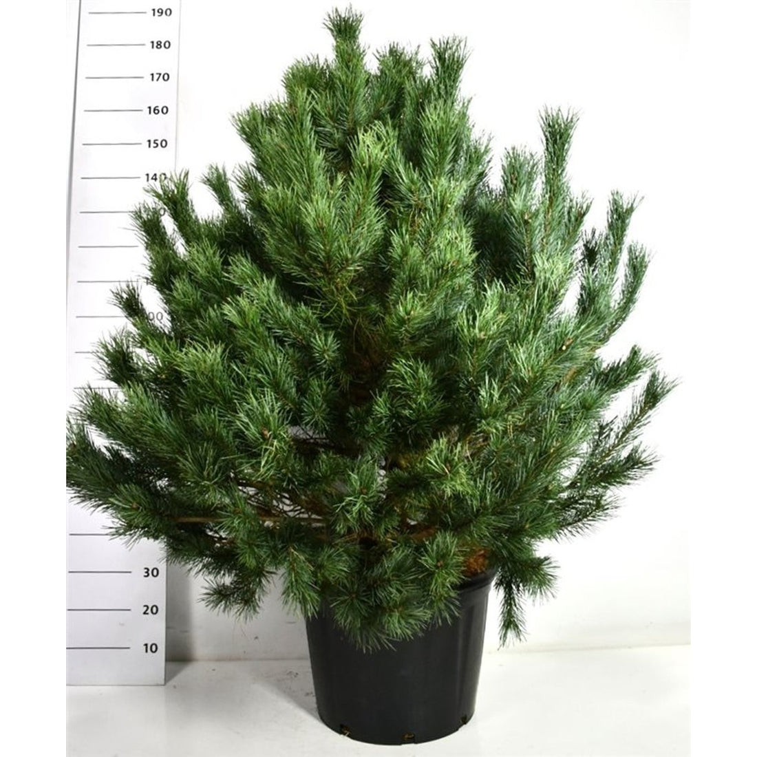 Tall – Pinus sylvestris &
