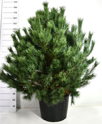 Tall – Pinus sylvestris 'Watereri' - C65 125-150 cm.