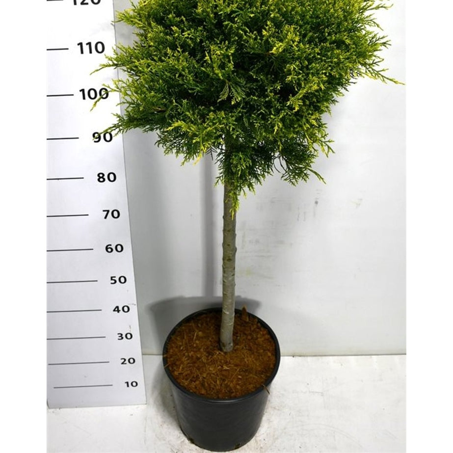 Pfitzer-en – Juniperus pfitzeriana 'Old Gold' - C18 70 cm. Stam