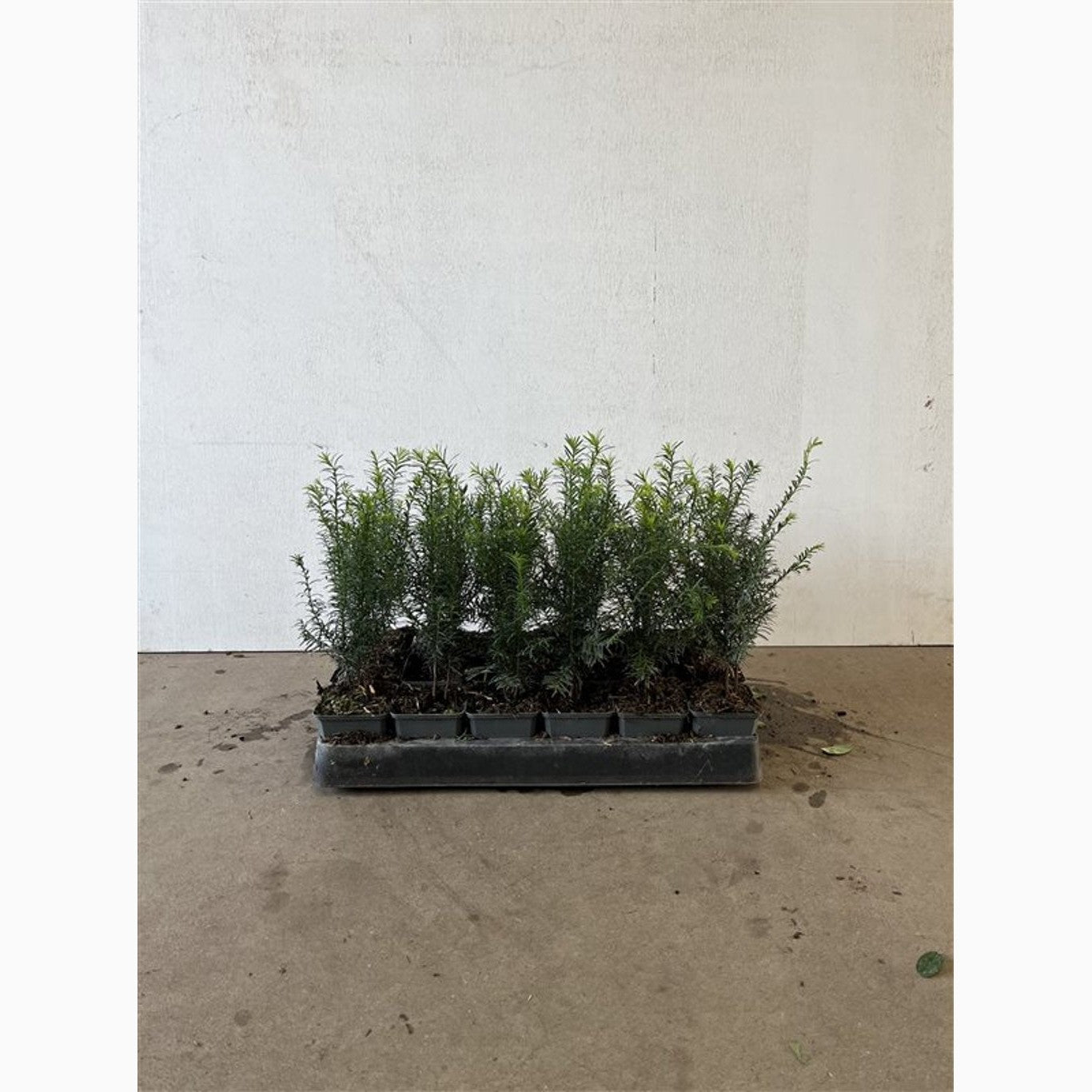Youngplants in Container