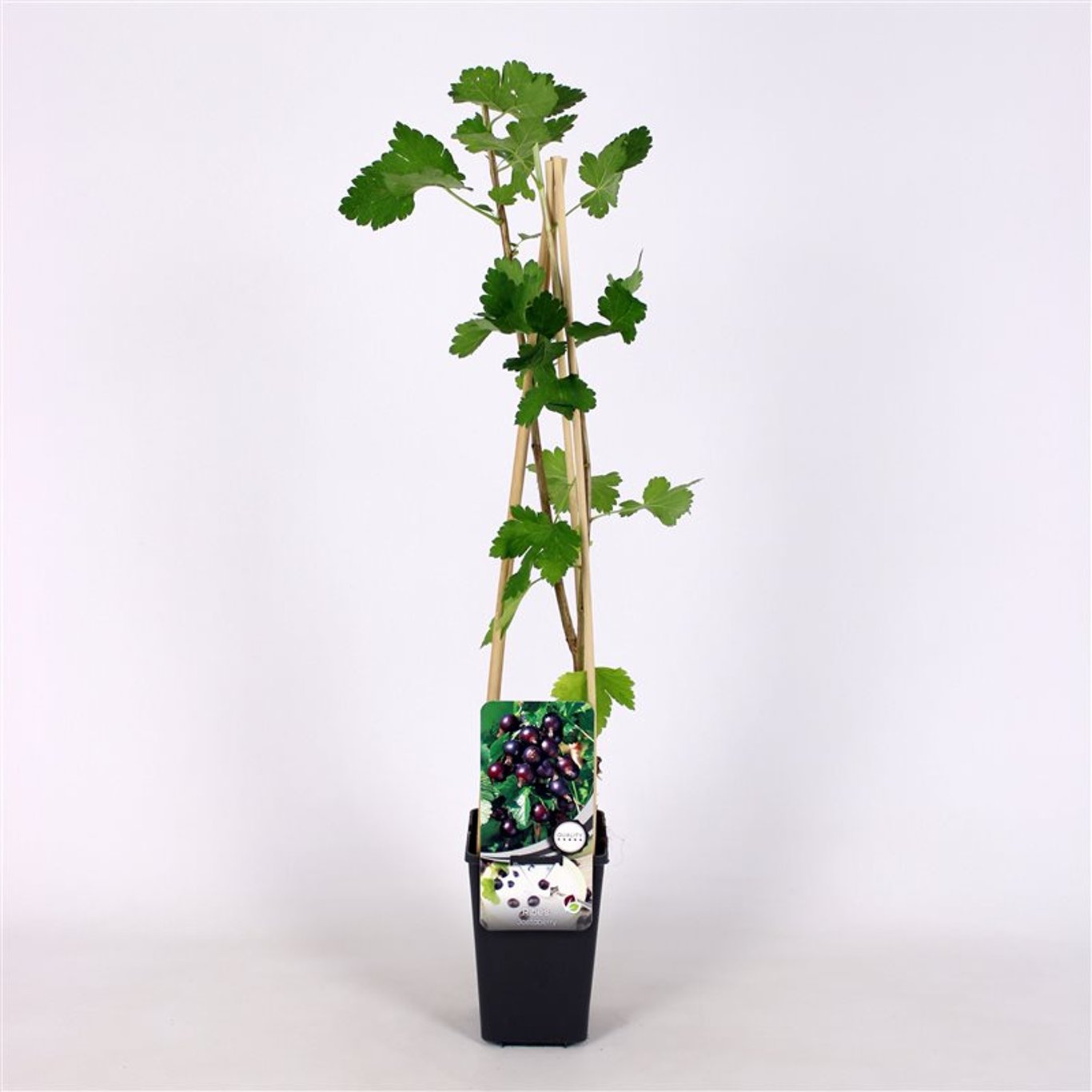 Jostabär – Ribes Jostaberry - C2 70/+ CM