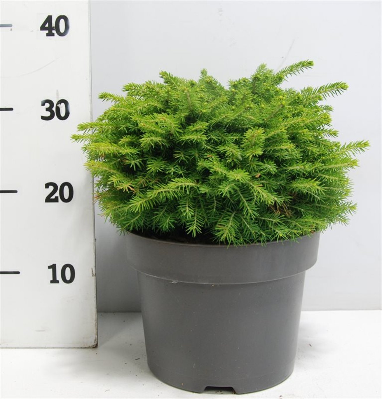 Gran – Picea abies 'Little Gem' - C5 30-40 cm.