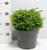 Gran – Picea abies 'Little Gem' - C5 30-40 cm.