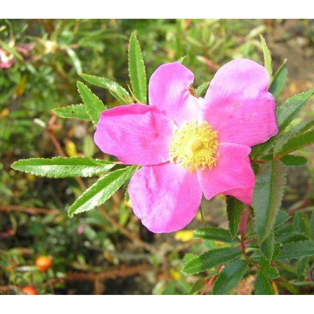 Buskros – Rosa rugotida - 40-60 CM barrot 0/2  2-3 grenar