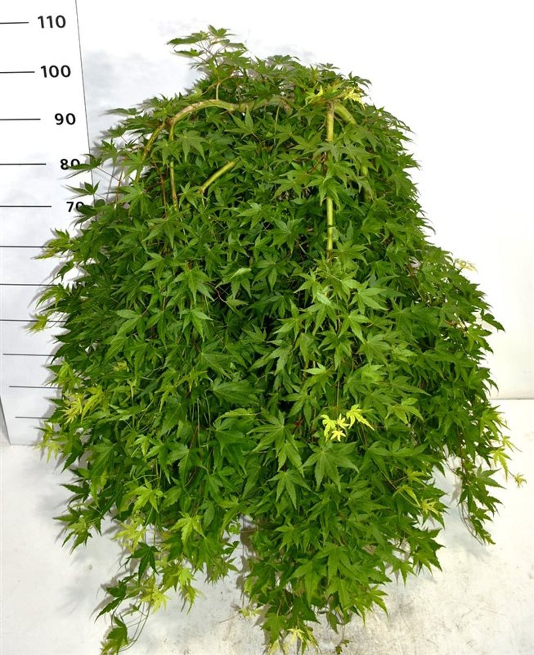 Japansk lönn – Acer palmatum &