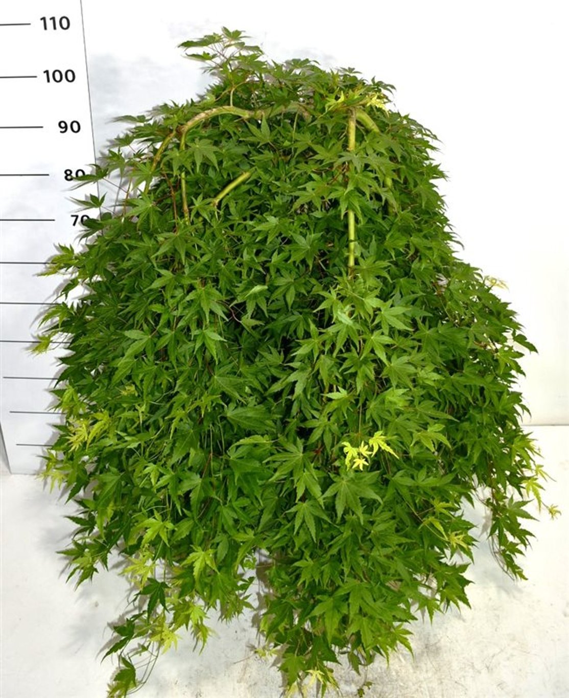 Japansk lönn – Acer palmatum &