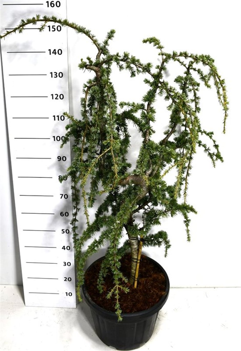 Atlasceder – Cedrus atlantica 'Glauca Pendula' - C35 30-40 cm. Stam