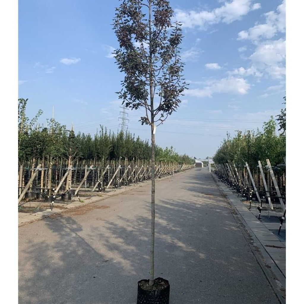 Äpple – Malus trilobata - 6/8 in Cont HO/ST