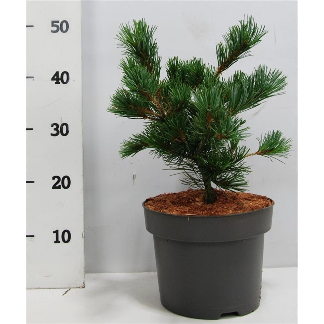 Japansk vit­tall – Pinus parviflora 'Negishi' - C5 30-35 cm.