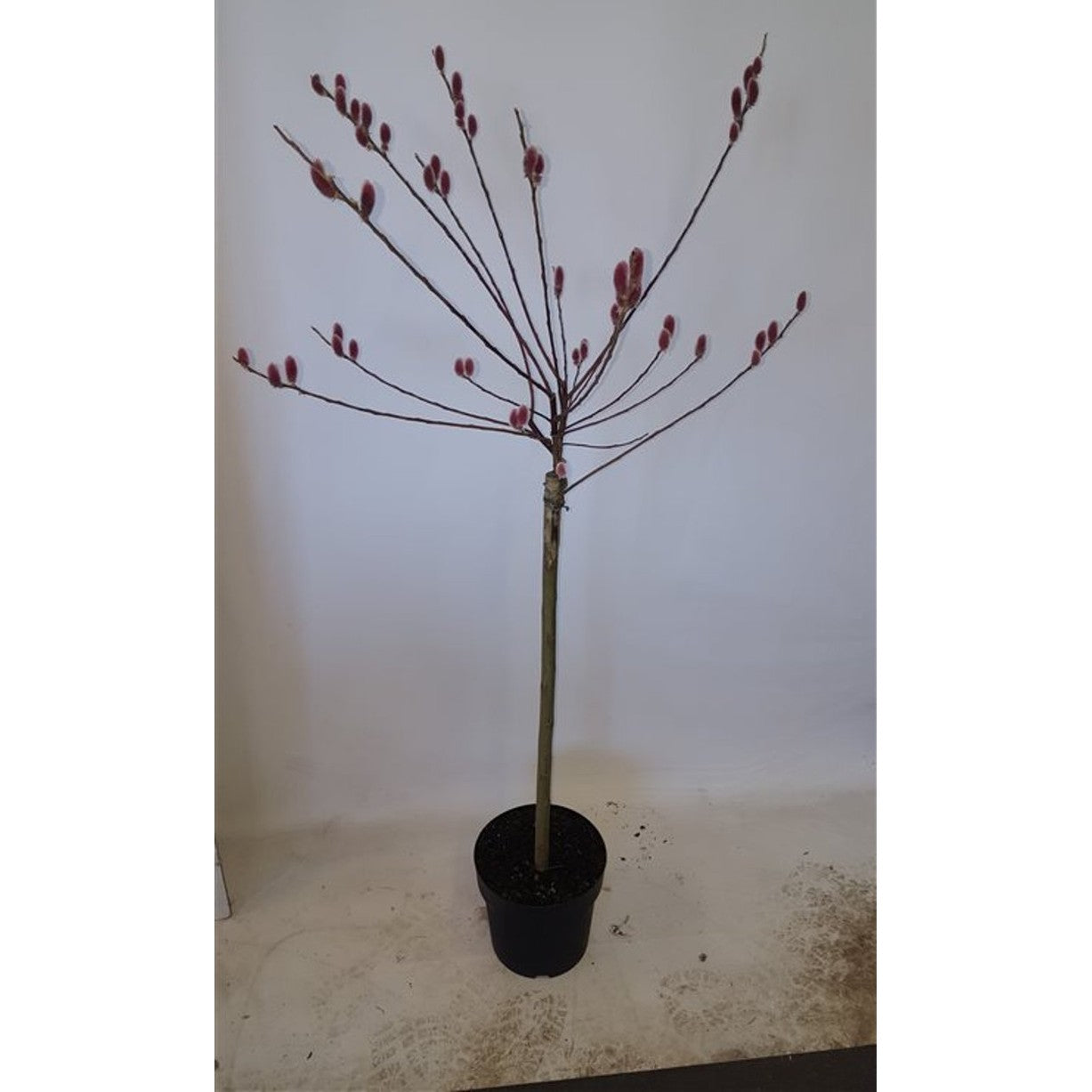 Vide – Salix gracilistyla 'Mt. Aso' - 60 CM Stem C3