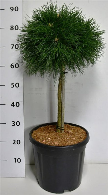 Bergtall – Pinus mugo &