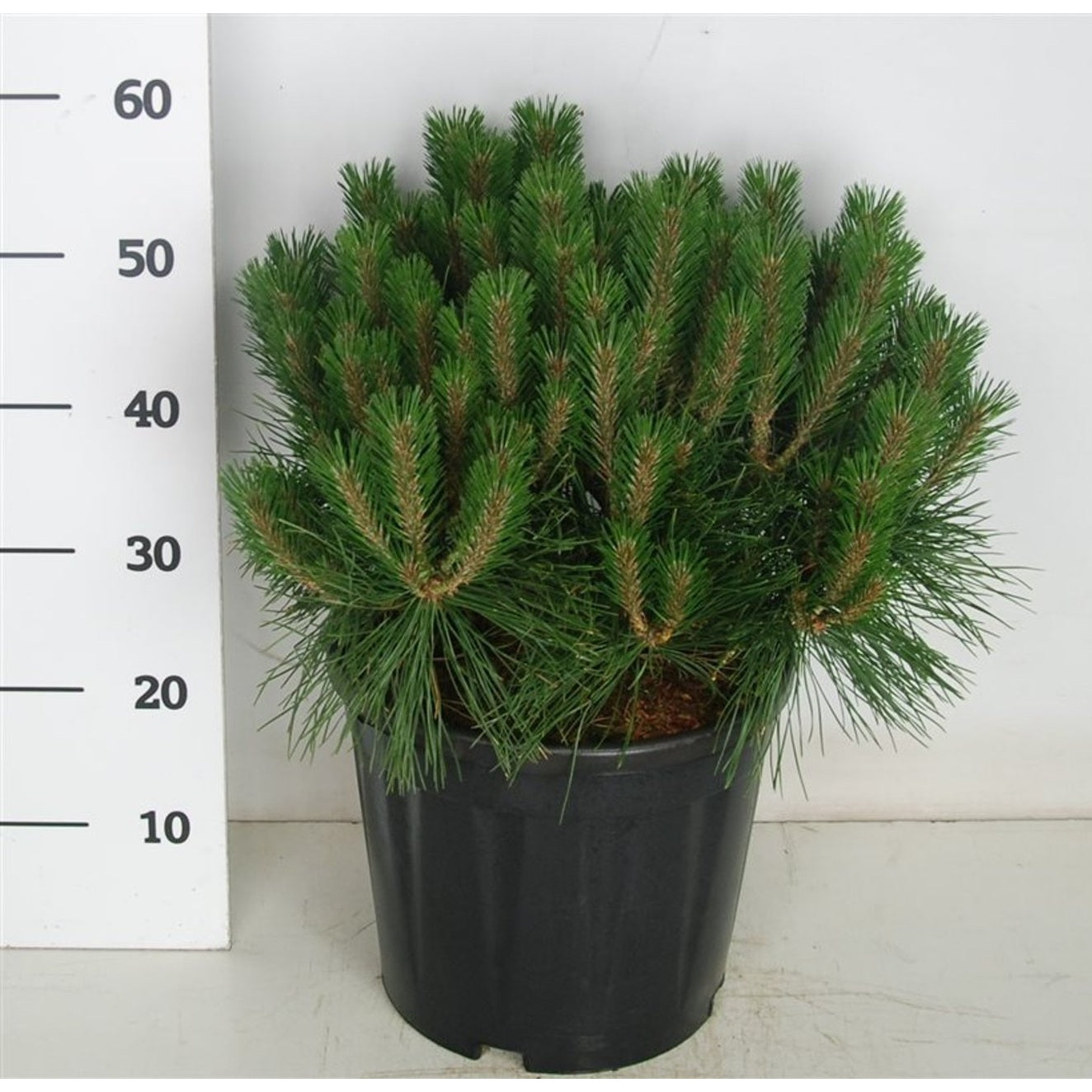 Svarttall – Pinus nigra 'Pierrick Brégeon' - C12 40-50 CM