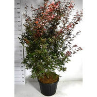 Japansk lönn – Acer palmatum 'Skeeter's Broom' - C45 200-250 cm.