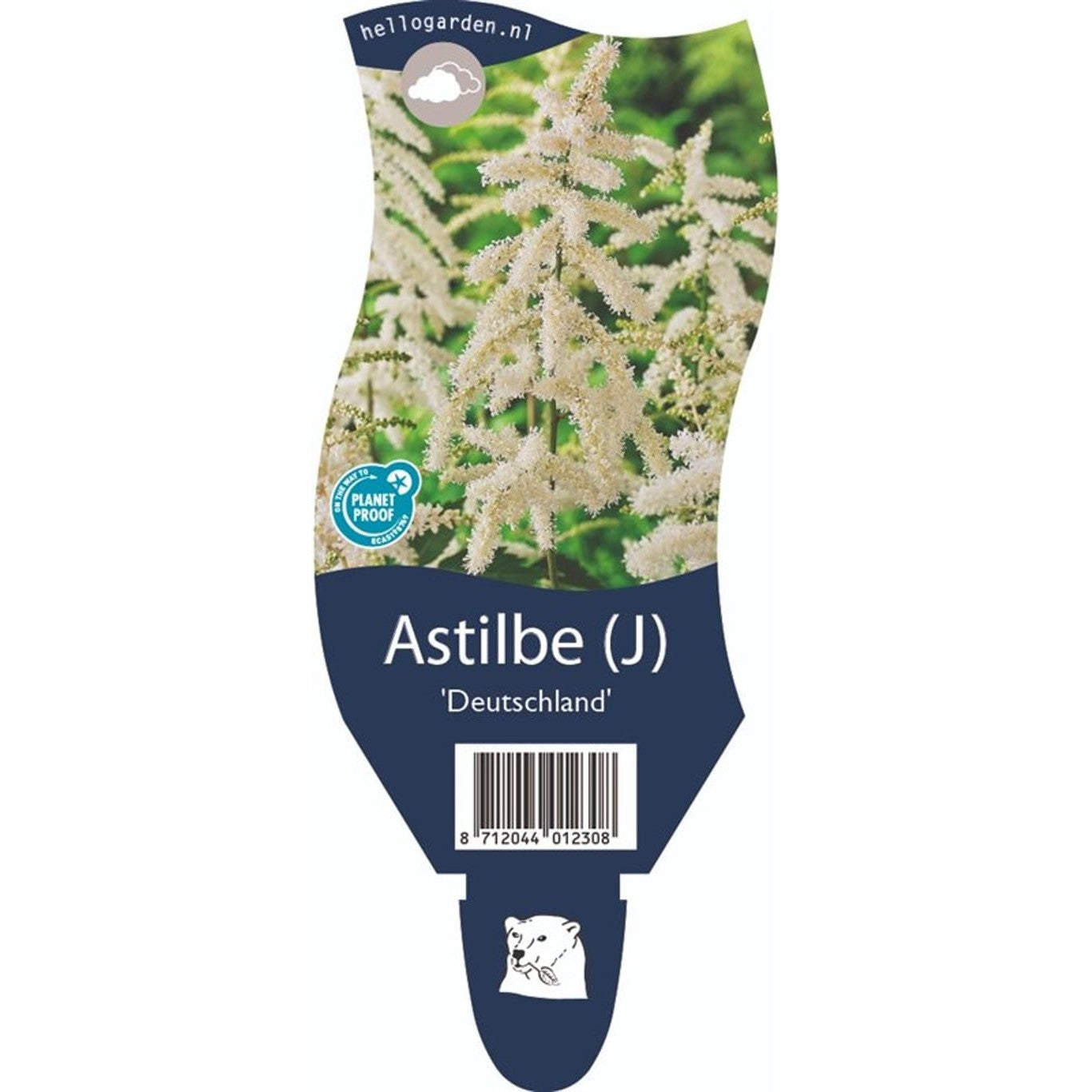 Astilbe – Astilbe (J); 'Deutschland' - P11