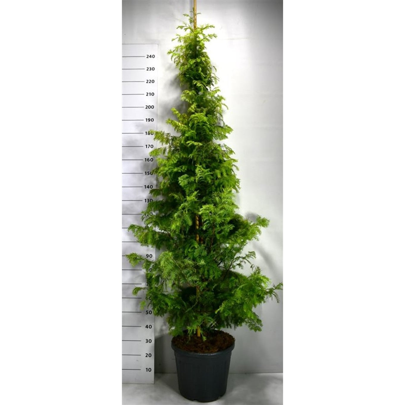 Vattenlärkträd – Metasequoia glyptostroboides 'Amber Glow' - C35 200-250 cm.