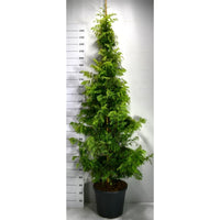 Vattenlärkträd – Metasequoia glyptostroboides 'Amber Glow' - C35 200-250 cm.