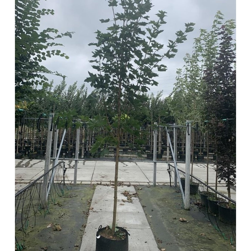 Skogslönn – Acer plat. 'Emerald Queen' - C200 8/10  200 CM Stem