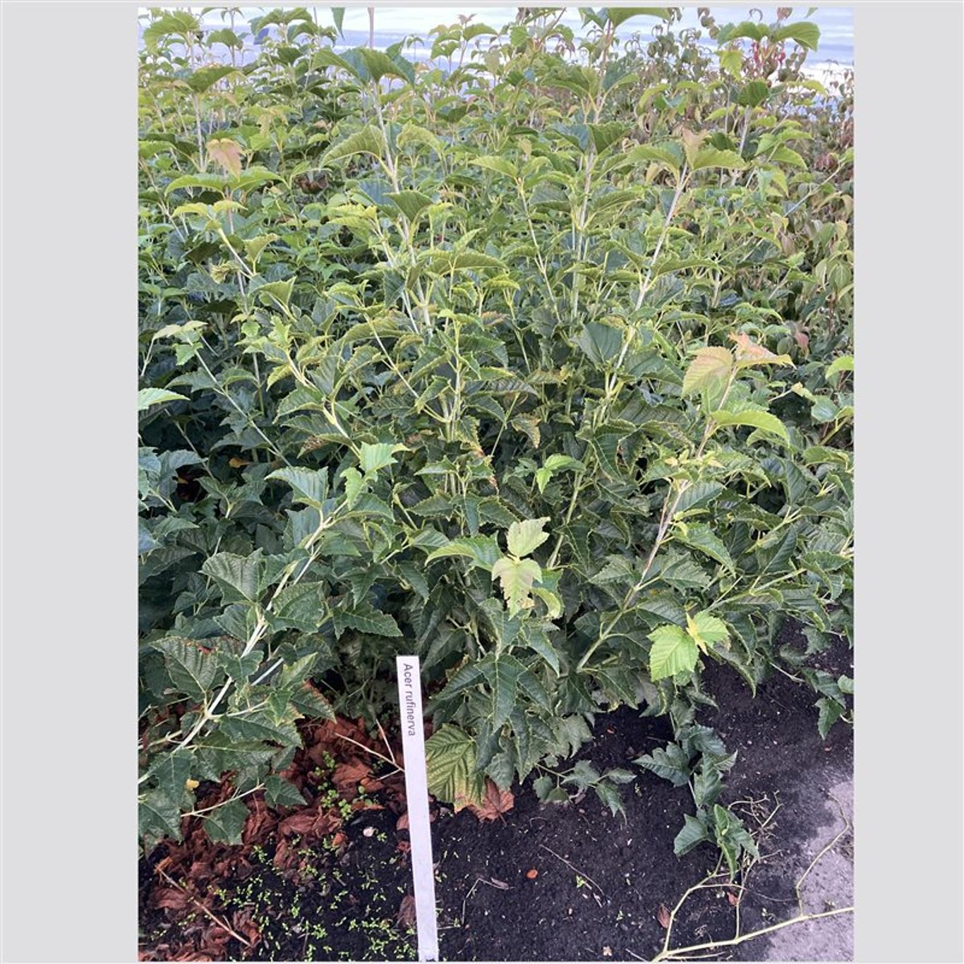 Rödgrenad lönn – Acer rufinerve - C12 125-150 CM