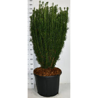 Plommonidegran – Cephalotaxus harringtonia 'Fastigiata' - C65 100-125 cm.