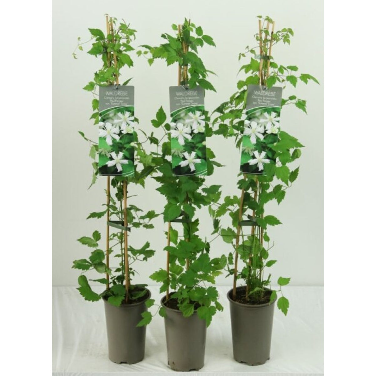 Klematis – Clematis 'Summer Snow' - C2 60-80 CM Stick