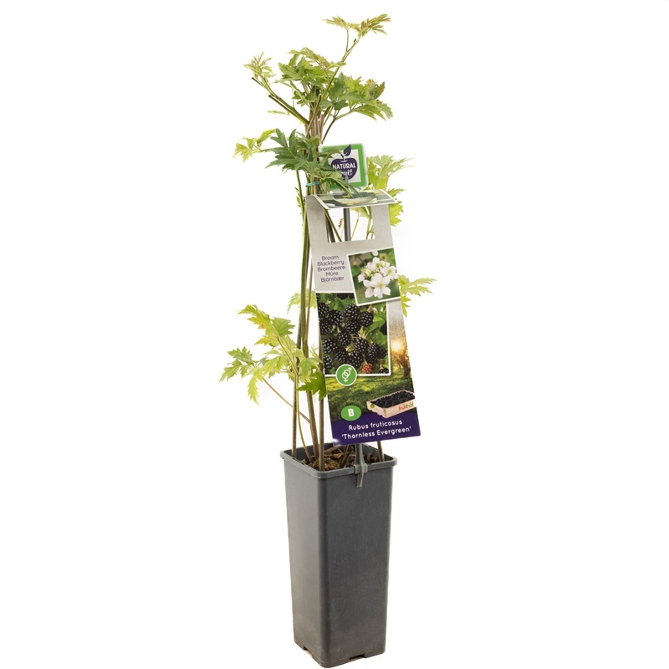 Taggfri björnbär – Rubus fruticosus 'Thornless Evergreen' - C2 50-60 CM