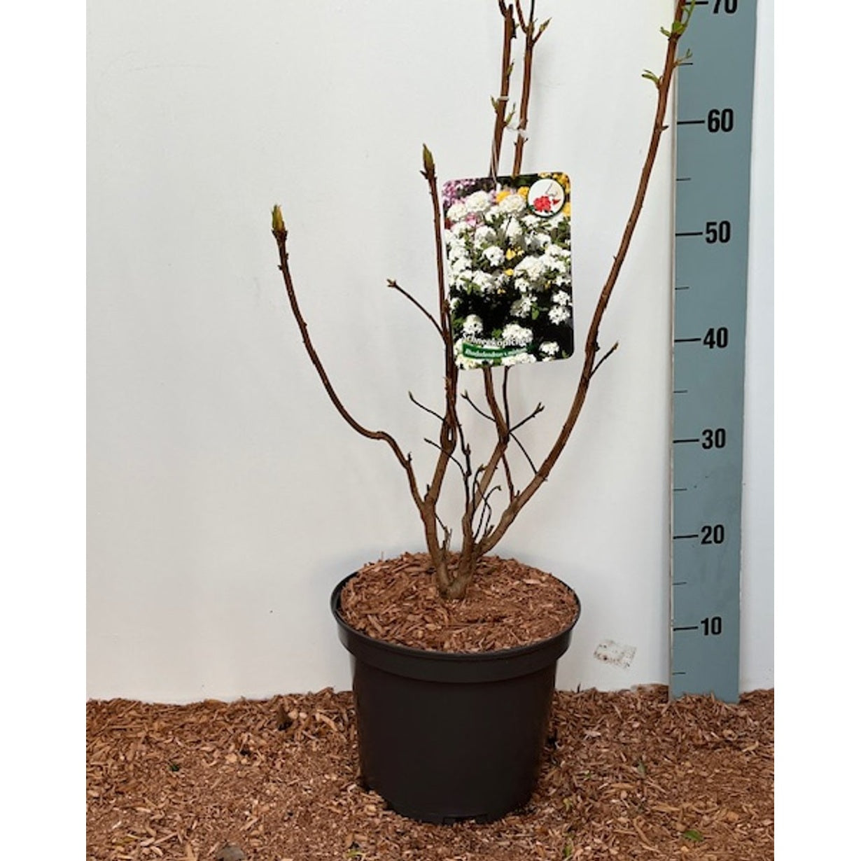 Rhododendron – Rhododendron mixtum 'Schneeköpfchen' - C5 30-40 CM