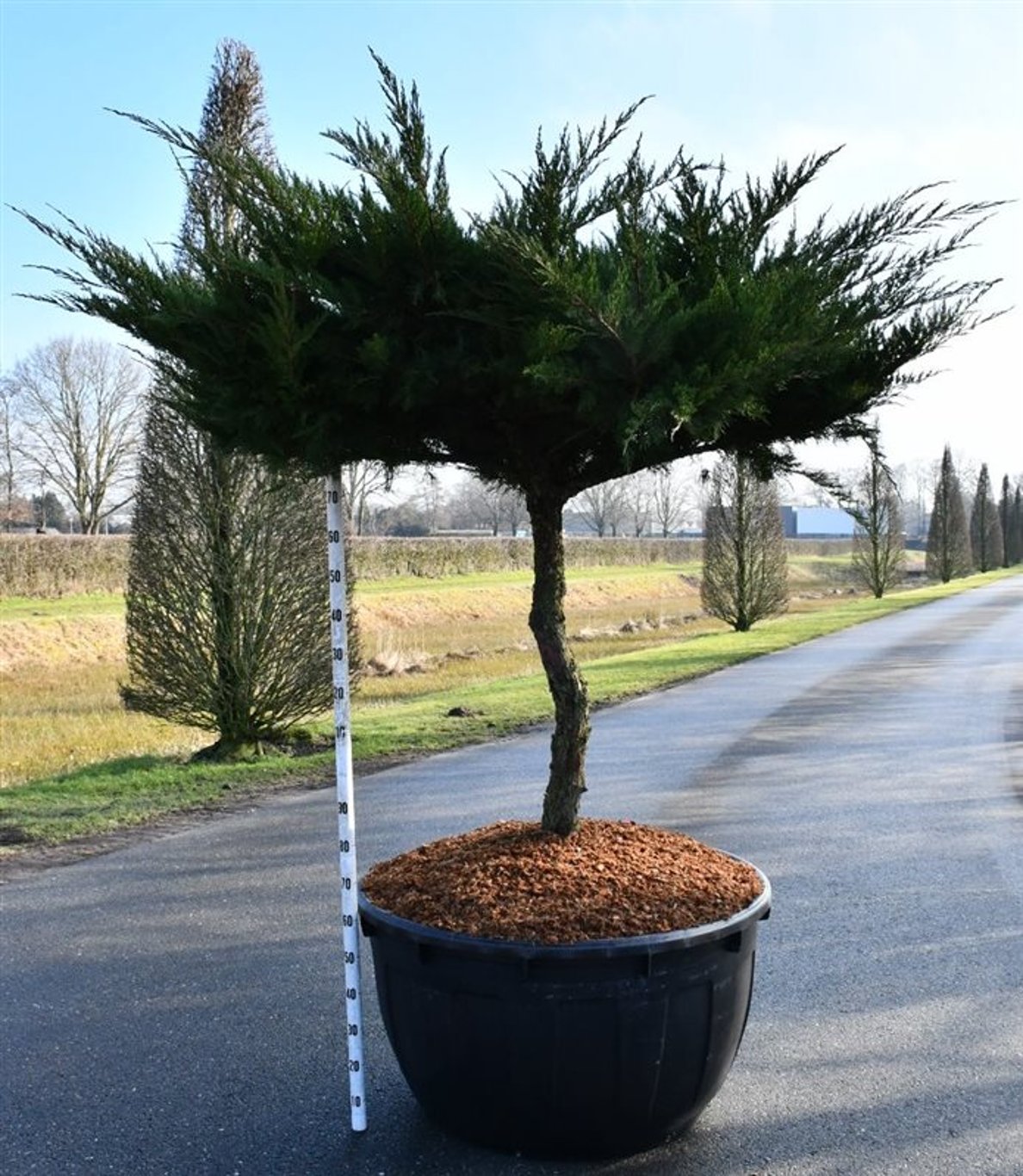 Pfitzer-en – Juniperus pfitzeriana &