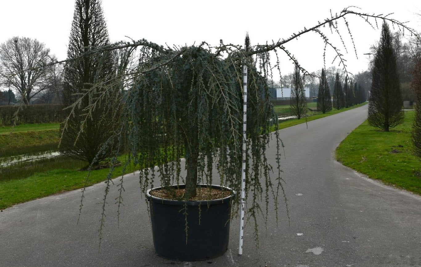 Atlasceder – Cedrus atlantica &