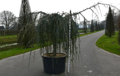 Atlasceder – Cedrus atlantica &
