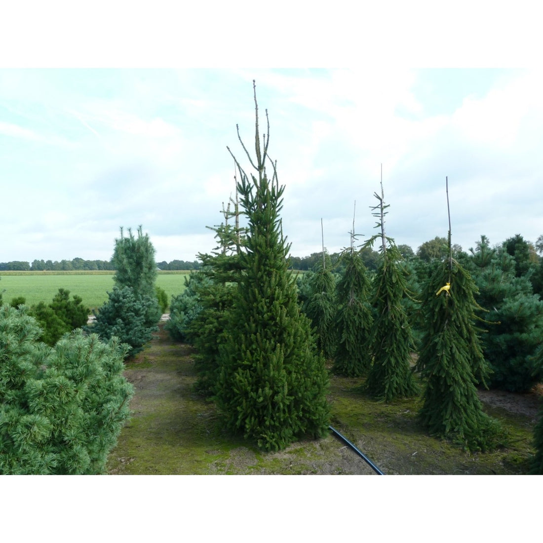 Gran – Picea abies &