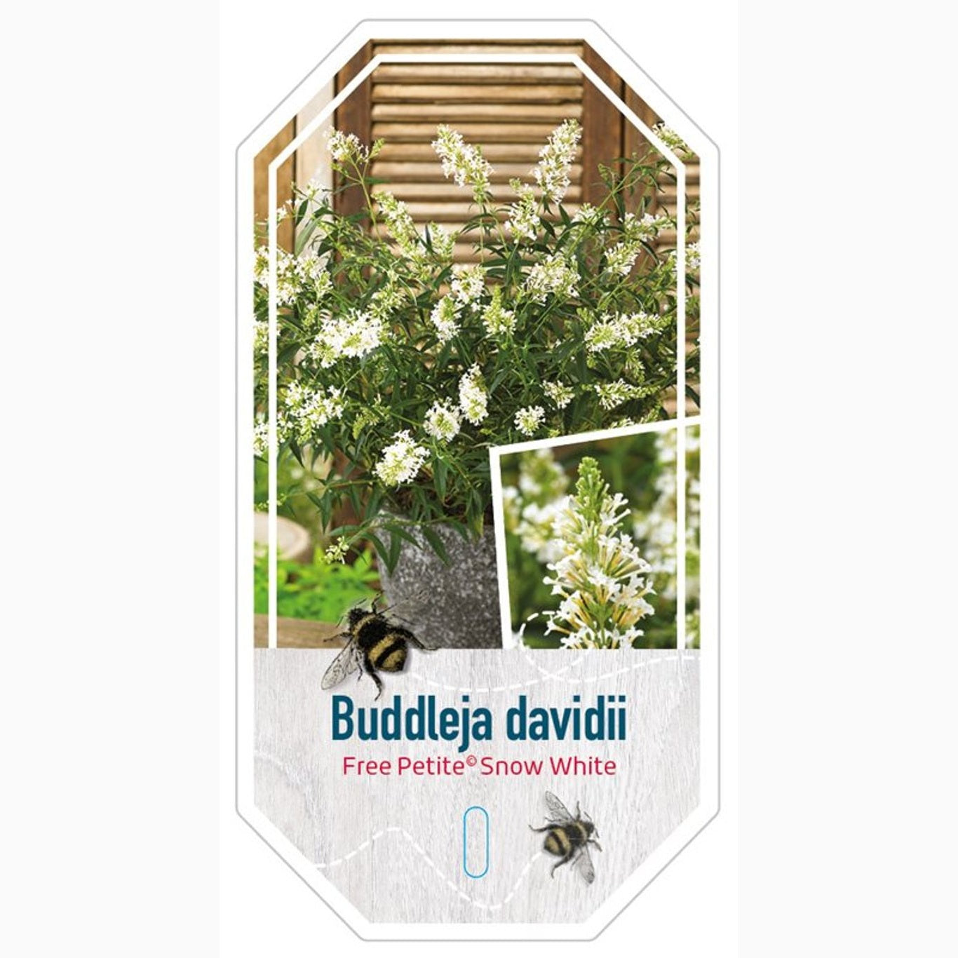 Sommarlilja – Buddleja dav. 'Snow White' (Free Petite); - C3 40-50 CM