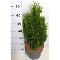 Thuja – Thuja occidentalis 'Zmatlik' - C7.5 50-60 cm.