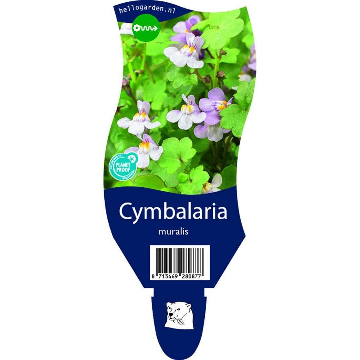 Säckbuske – Cytisus nigricans 'Cyni' - P11