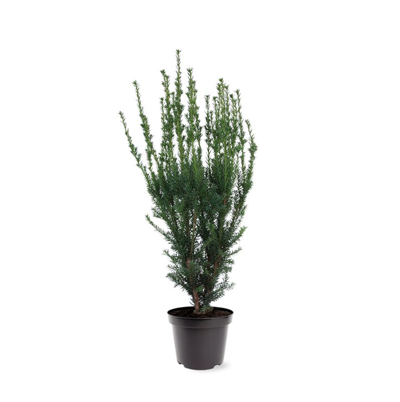 Hybrididegran – Taxus media 'Hillii' - C7.5 60-80 CM